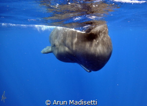 portrait please. (under permit) by Arun Madisetti 